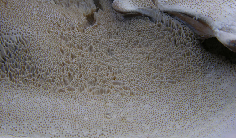 Da determinare  (Bjerkandera fumosa)